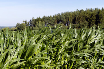 Green corn illuminated by sunlight