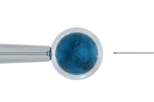 Intracytoplasmic sperm injection on white background