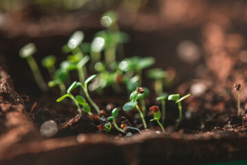 A small green sprouts in a peat pot against the background of the earth, planting plants in the spring in open ground. Eco care concept, germinating seeds in peat pots.