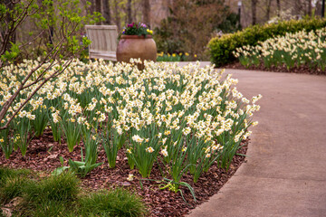 white and yellow daffodils with lush green leaves and stems surrounded by lush green trees, grass...