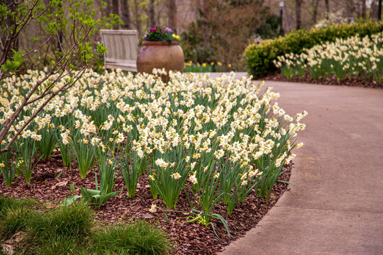 White And Yellow Daffodils With Lush Green Leaves And Stems Surrounded By Lush Green Trees, Grass And Plants At Atlanta Botanical Gardens In Gainesville Georgia USA