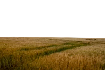 Foto op Aluminium Scenic view of grassy field © vectorfusionart