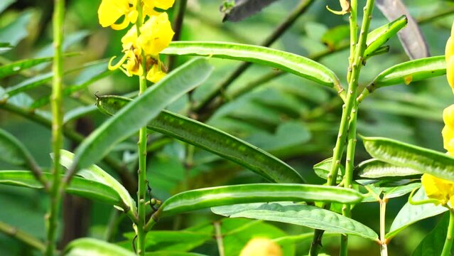 Senna alata (Senna alata, Caesalpinioideae, emperor's candlesticks) leaves. Use for treating ringworm and other fungal infections of the skin