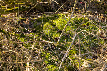 illuminated by sunlight green moss in winter
