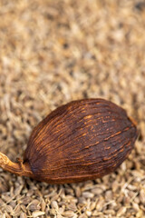 fragrant whole nutmeg in the kitchen
