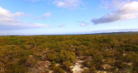 Trees on landscape