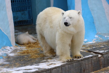 Polar bear mom feeding newborn cubs.