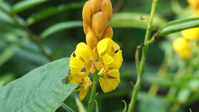 Senna alata (Senna alata, Caesalpinioideae, emperor's candlesticks) leaves. Use for treating ringworm and other fungal infections of the skin