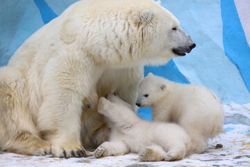 Fototapeta na wymiar Polar bear mom feeding newborn cubs.