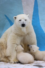 Naklejka na ściany i meble Polar bear mom feeding newborn cubs.