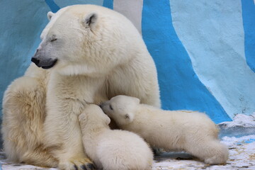 Obraz na płótnie Canvas Polar bear mom feeding newborn cubs.
