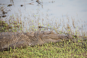 A mugger crocodile camouflaged in a muddy swamp.