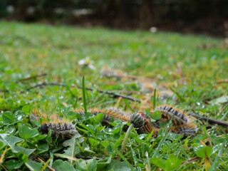 plusieurs chenilles (chenille) processionnaires (processionnaire) du pin dans de l'herbe verte (gazon vert) en troupeau en gros plan (macro) - (thaumetopoea pityocampa)