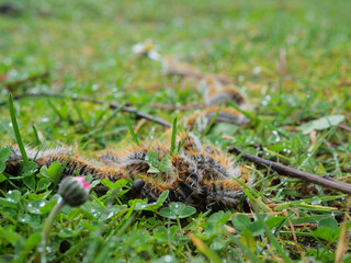 plusieurs chenilles (chenille) processionnaires (processionnaire) du pin dans de l'herbe verte (gazon vert) en troupeau en gros plan (macro) - (thaumetopoea pityocampa)