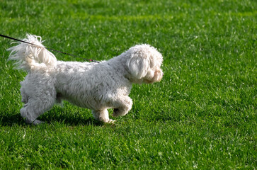 Naklejka na ściany i meble Cute little white dog bichon frise on a leash walks on the green grass. Domestic animals.