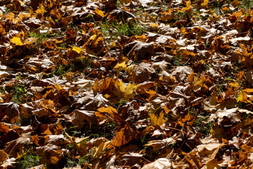 Colored maple tree foliage in autumn