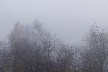 Bare deciduous trees in autumn cold weather