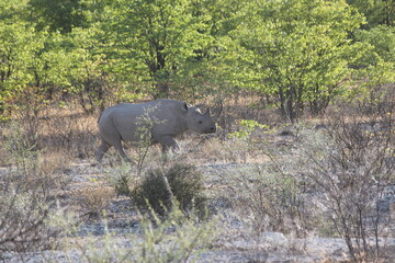 Nashorn