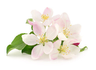 Apple flowers with leaves. - 588439004