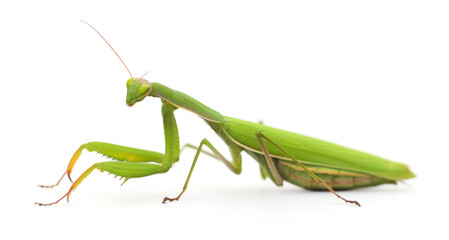 Mantis isolated on white background.