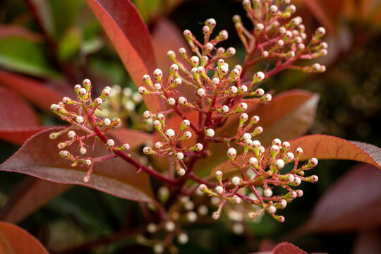 Photinia Red Robin flower buds - Latin name - Photinia Red Robin. Blooming beautiful photinia flower.