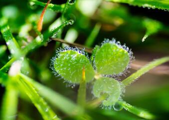Dew drops on a leaf of meadow clover