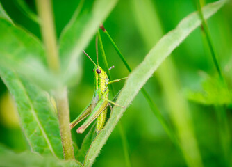 Grasshopper head in macro