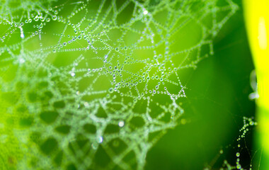 Dew drops on the web