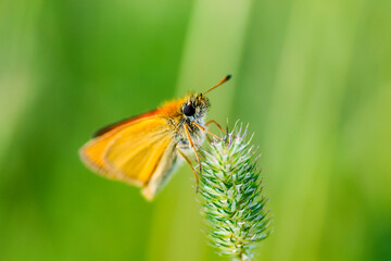 butterfly on a flower