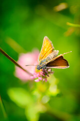 A small orange moth on a flower