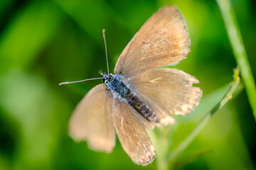 The blue furry body of a field butterfly