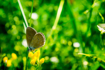 Butterfly on a flower in summer, macro 