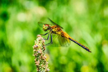 Close-up of dragonfly on twig