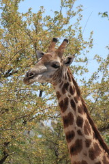 Giraffe