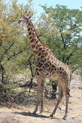 Giraffe