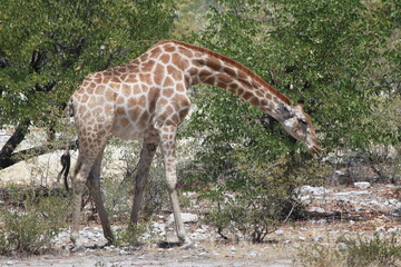 Giraffe