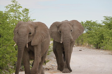 Fototapeta na wymiar Elefant 