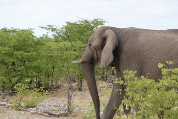 Elefant 