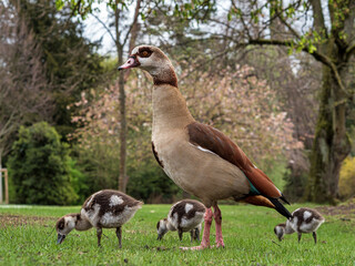 Nile geese with little goslings walk in the central park of Strasbourg. Pure nature.