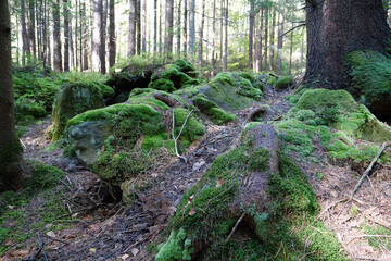 Picturesque wildlife, thick of forest. Beautiful moss on stones and roots