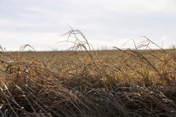 dry grass covered with snow after winter snowfalls