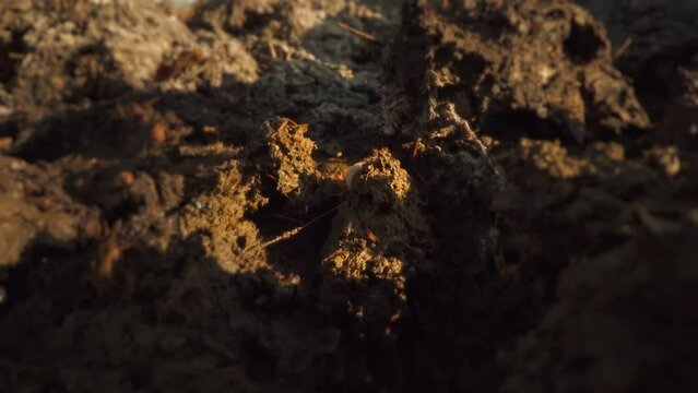 Tail of the green on the animal bed