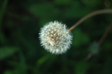 Flor de primavera  Diente de León .