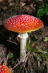 Big red fly agaric grows in autumn wood. Picturesque place in wood heart