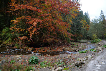 Beautiful autumn forest in Carpathian mountains