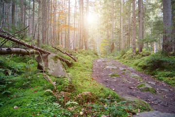 Very beautiful forest. Picturesque place in wood. Beautiful autumn forest