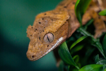 Gekko gecko, crested gecko - 588442630
