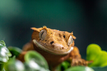 Gekko gecko, crested gecko - 588442643