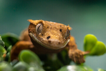 Gekko gecko, crested gecko - 588442688