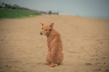 A lone dog in a humid day